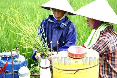 Hướng dẫn nông dân phòng trừ sâu bệnh hại lúa
